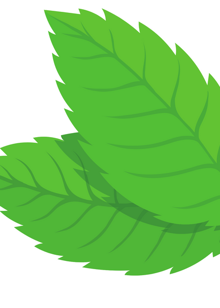 Collection image for: Mint